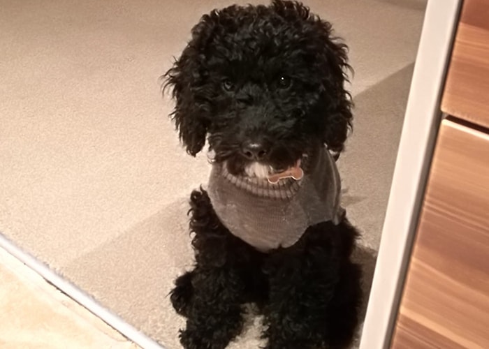 Murphy